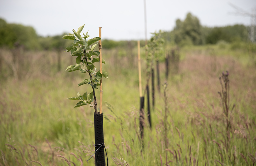 Samen bouwen aan 1000 hectare voedselbos