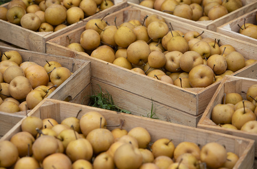 De oogst uit ketelbroek
